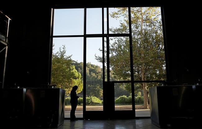 Napa winemakers harvesting red grapes expect better flavour | iNFOnews.ca