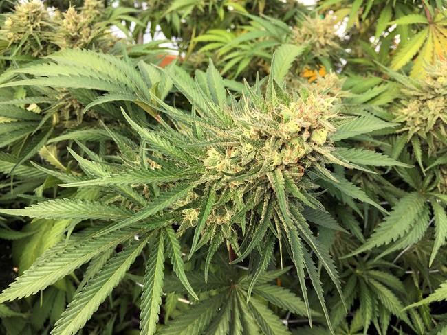 Idaho customers flock to new pot shop on Oregon-Idaho border | iNFOnews.ca CP113276389