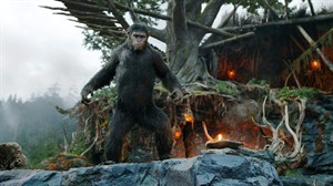 'Dawn of the Planet of the Apes' thumps chest with $73 million opening at box office | iNFOnews.ca CP29121184