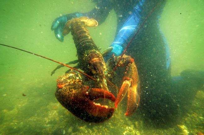 Maine's gov. criticizes European proposal to ban US lobster | iNFOnews.ca