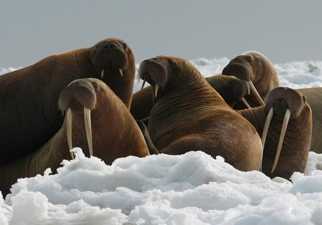Federal government: No threatened species listing for walrus | iNFOnews.ca