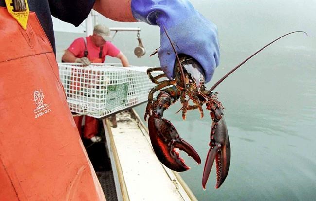 Senate again signs off on Sept. 25 as National Lobster Day | iNFOnews.ca Senate again signs off on Sept. 25 as National Lobster Day | iNFOnews.ca