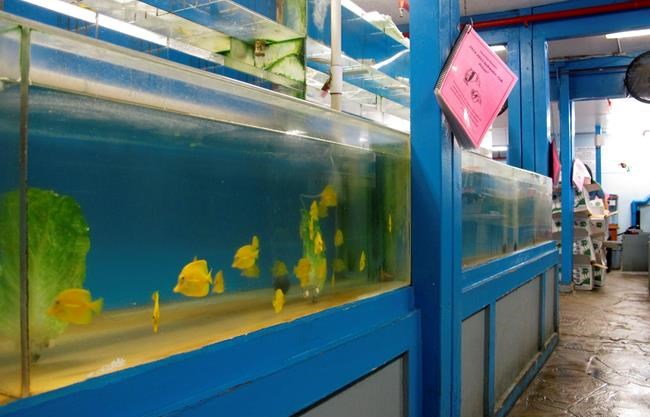 Judge halts aquarium fishing until environmental review | iNFOnews.ca Judge halts aquarium fishing until environmental review | iNFOnews.ca