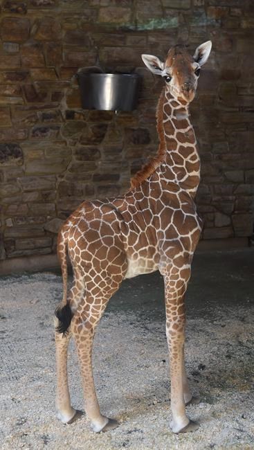 Baby giraffe in Maryland Zoo placed in intensive care | iNFOnews.ca