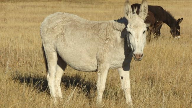Custer State Park reopens Monday, but trails still closed | iNFOnews.ca