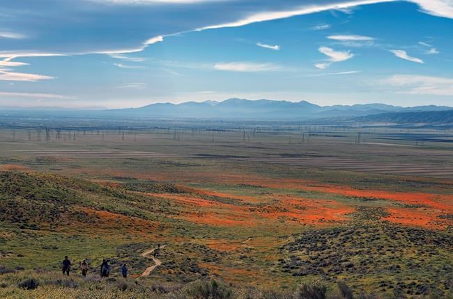 Wildflowers, dormant for years, bloom across California | iNFOnews.ca