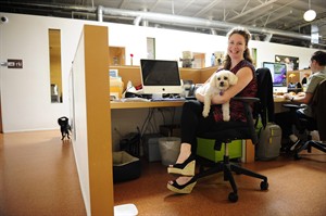 Good dog, good job? Millions of dogs follow owners to work at pet-friendly businesses | iNFOnews.ca CP18775162