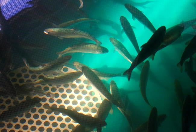 Major California river adding key ingredient: water | iNFOnews.ca