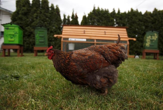 Chicken rentals offer test runs for would-be backyard farmers wanting eggs | iNFOnews.ca