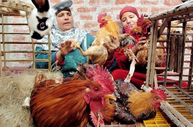 Egypt reports bird flu outbreaks in rural area | iNFOnews.ca