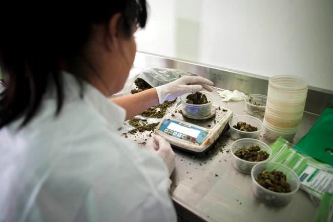 Israel to allow medical marijuana exports | iNFOnews.ca CP307979229
