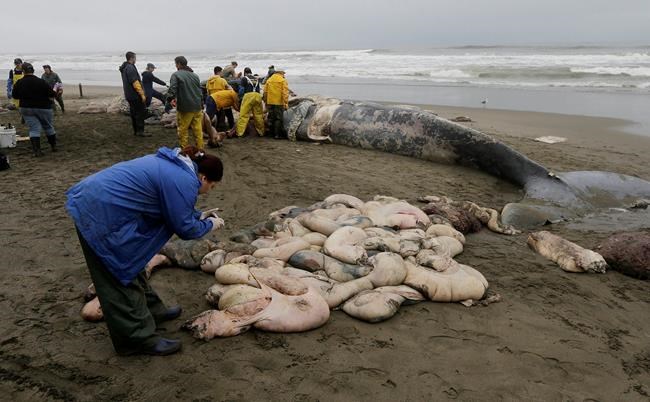 Dead beached whale found to have skull fractures | iNFOnews.ca