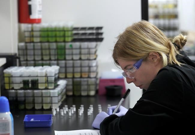 California pot shops offer discounts as new standards near | iNFOnews.ca