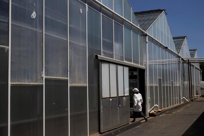 What's that smell? Flower town's shift to pot creates stink | iNFOnews.ca