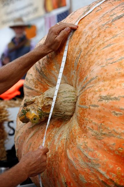 Winner named at giant pumpkin annual weigh-off in California | iNFOnews.ca