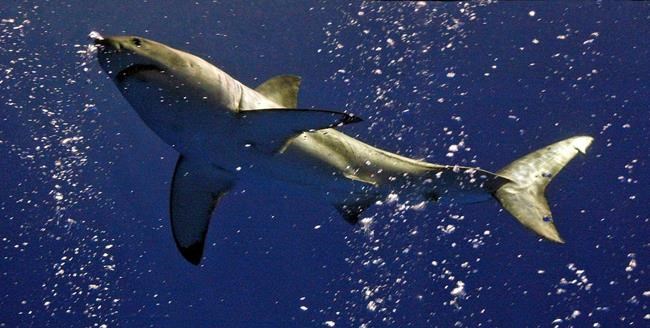 Scientists hope new shark cam gives insight to deep dives | iNFOnews.ca