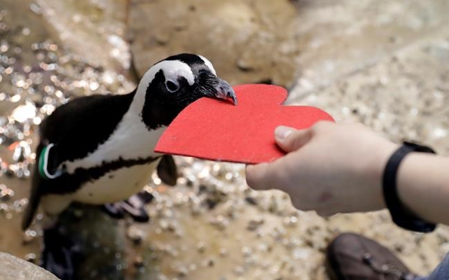 Love on the rocks: Penguins celebrating Valentine's Day | iNFOnews.ca