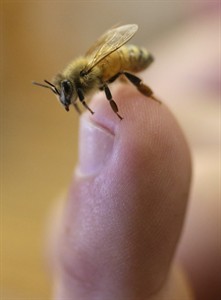 California drought hurts honey production, leaves fewer crops and wildflowers for honeybees | iNFOnews.ca California drought hurts honey production, leaves fewer crops and wildflowers for honeybees | iNFOnews.ca