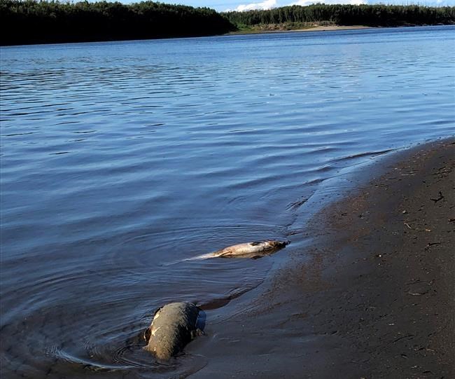 Alaska salmon deaths blamed on record warm temperatures | iNFOnews.ca Alaska salmon deaths blamed on record warm temperatures | iNFOnews.ca
