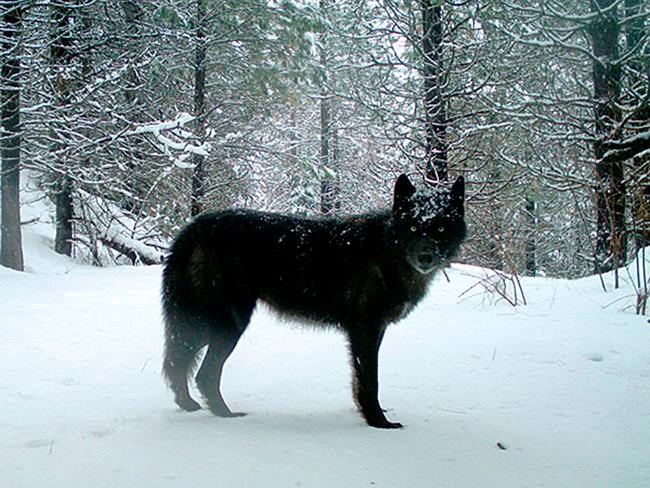 Scientists find flaws in plan to lift US wolf protections | iNFOnews.ca