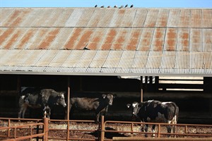 Officials at California slaughterhouse behind massive beef recall indicted on criminal charges | iNFOnews.ca CP29544568