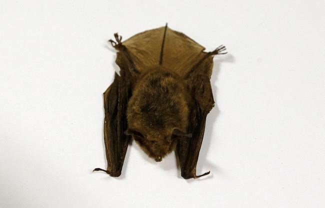 Ohio critics hope bats might slow down pipeline project | iNFOnews.ca