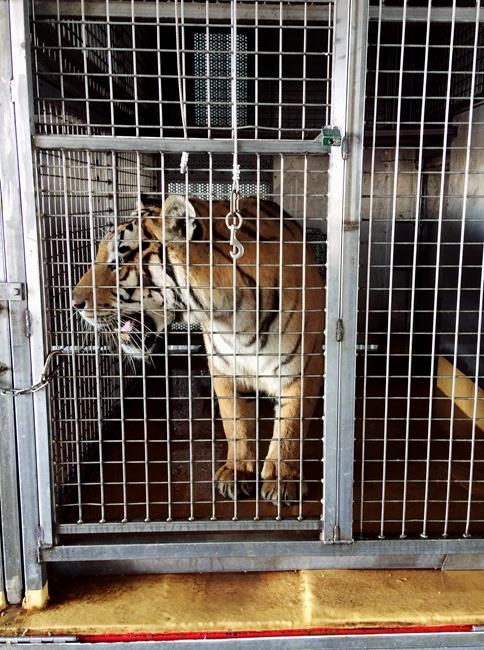 7 tigers, 6 lions and a leopard found in Arkansas barn | iNFOnews.ca