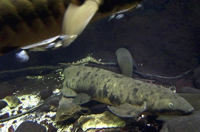 Chicago aquarium euthanizes more than 90-year-old lungfish | iNFOnews.ca
