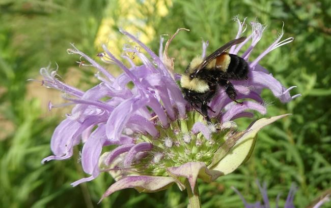 Rusty patched bumblebee now an endangered species | iNFOnews.ca