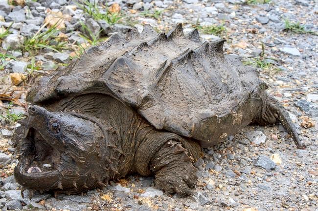 1st alligator snapping turtle in decades spotted in Illinois | iNFOnews.ca 1st alligator snapping turtle in decades spotted in Illinois | iNFOnews.ca