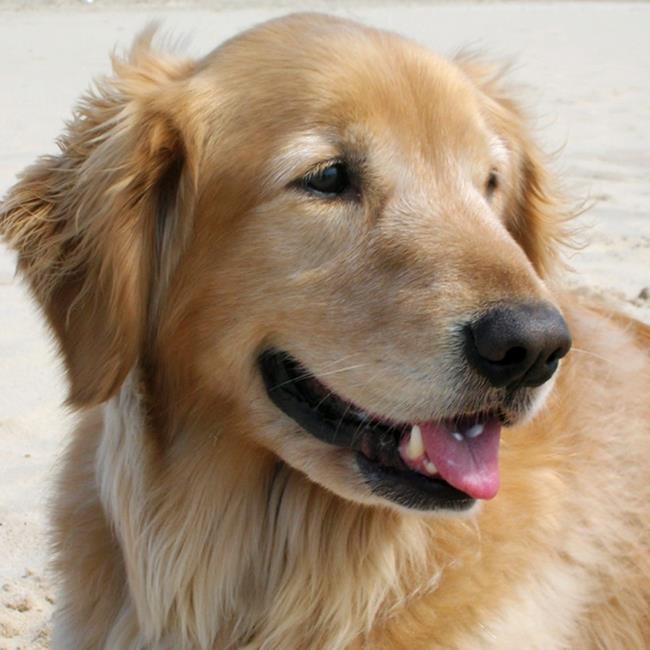 Michigan funeral home therapy dog honoured at open house | iNFOnews.ca Michigan funeral home therapy dog honoured at open house | iNFOnews.ca