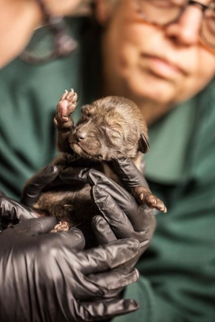 4 pups of endangered species of wolf born at Chicago zoo | iNFOnews.ca 4 pups of endangered species of wolf born at Chicago zoo | iNFOnews.ca