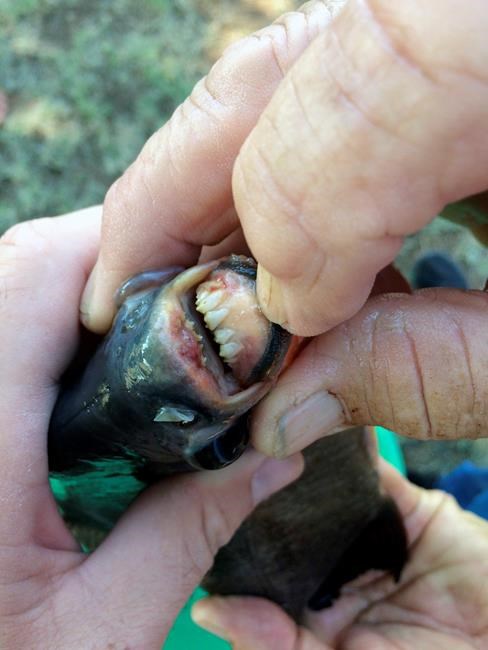 11-year-old girl catches piranha relative in Oklahoma lake | iNFOnews.ca 11-year-old girl catches piranha relative in Oklahoma lake | iNFOnews.ca