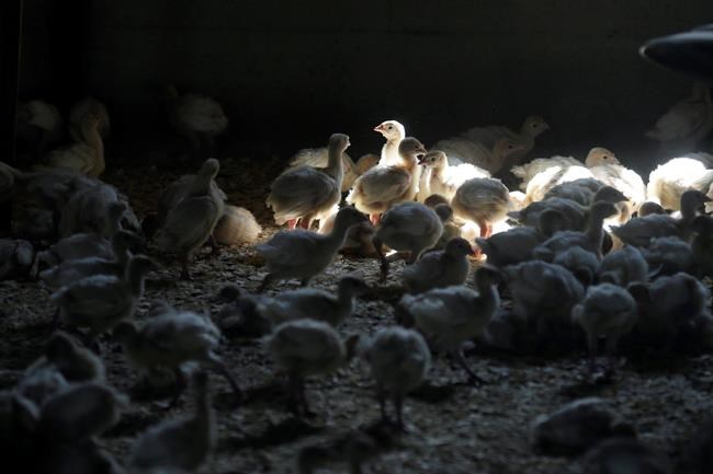 Biologist: Rabbits and skunks can pass bird flu to ducks | iNFOnews.ca