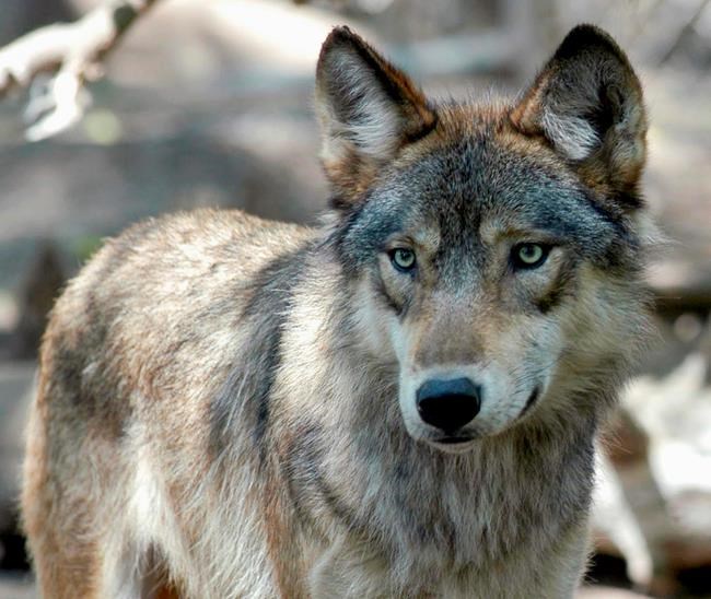 Hunters and trappers blow past Wisconsin's wolf kill target | iNFOnews.ca