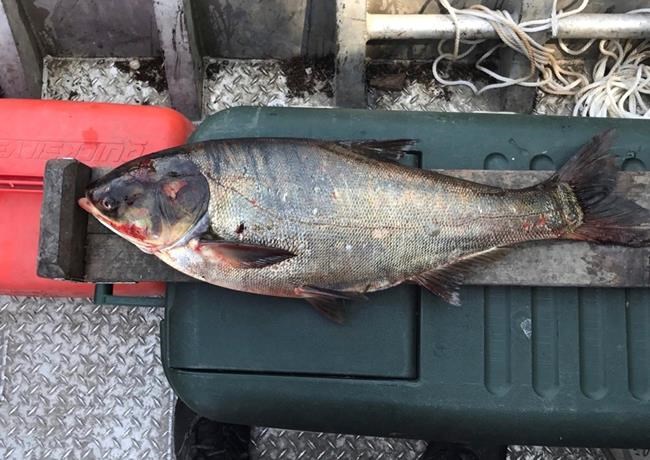 Search turns up no additional Asian carp in Chicago waterway | iNFOnews.ca Search turns up no additional Asian carp in Chicago waterway | iNFOnews.ca