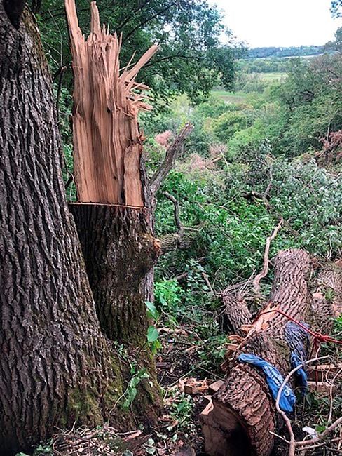 Minnesota man rescued after 4 days trapped under fallen tree | iNFOnews.ca Minnesota man rescued after 4 days trapped under fallen tree | iNFOnews.ca
