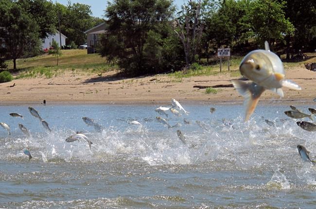 Illinois seeks talks on keeping Asian carp from Great Lakes | iNFOnews.ca