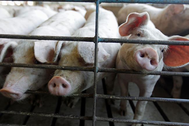 Pork industry says not to worry about a bacon shortage | iNFOnews.ca Pork industry says not to worry about a bacon shortage | iNFOnews.ca