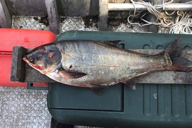 Invasive silver carp confirmed for 1st time in SW Minnesota | iNFOnews.ca