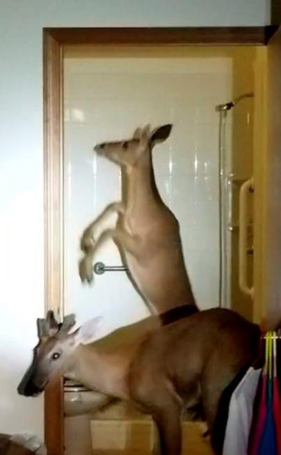 3 deer trap woman in apartment after crashing through window | iNFOnews.ca