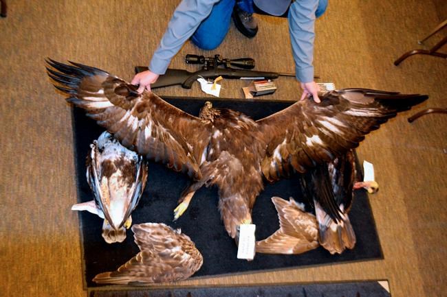 17 people, 2 pawn shops sentenced in eagle trafficking case | iNFOnews.ca 17 people, 2 pawn shops sentenced in eagle trafficking case | iNFOnews.ca