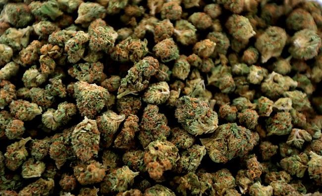Correction: Marijuana-Michigan-News Guide story | iNFOnews.ca