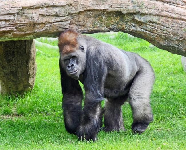 Passing of a patriarch: Calgary Zoo gorilla Kakinga dies at 37 | iNFOnews.ca Passing of a patriarch: Calgary Zoo gorilla Kakinga dies at 37 | iNFOnews.ca
