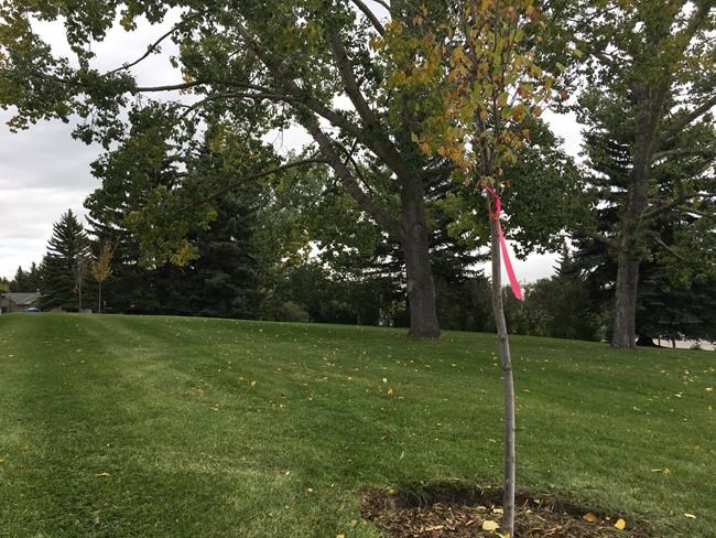 Calgary neighbourhood tells tree planters to make like a tree and leaf | iNFOnews.ca Calgary neighbourhood tells tree planters to make like a tree and leaf | iNFOnews.ca