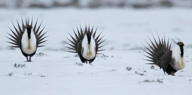 Correction: Sage Grouse-Interior Secretary story | iNFOnews.ca Correction: Sage Grouse-Interior Secretary story | iNFOnews.ca