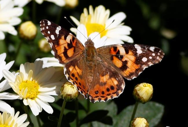 Massive wave of butterflies lights up Denver weather radar | iNFOnews.ca