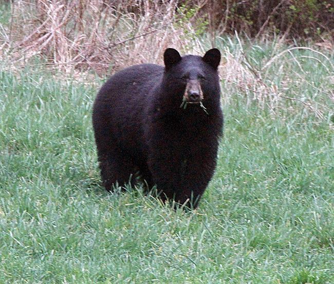 As the bear populations grow, some say more hunting needed | iNFOnews.ca