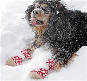 Dogs feel pain of seemingly endless winter, with ice, salt hurting paws but driving boot sales | iNFOnews.ca CP32143115
