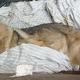 Injured, barely conscious German shepherd found in Vancouver dumpster | iNFOnews.ca CP19459951